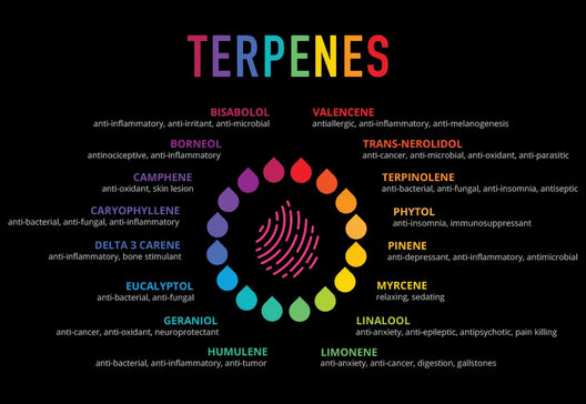 What Are Terpenes, What Do They Do, and Are They Worth Obsessing Over?