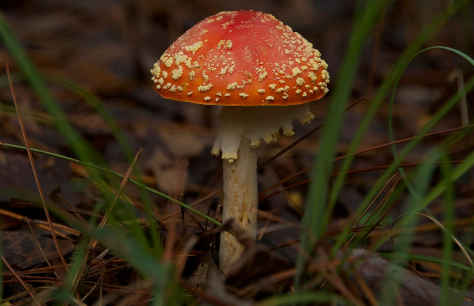 Amanita Mushrooms: Benefits, Consumption Methods, and Health Risks