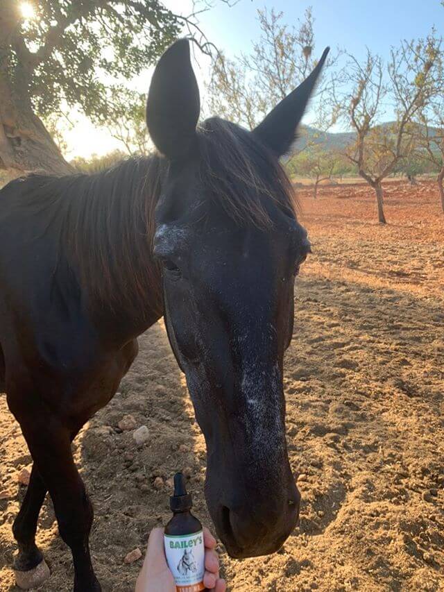 CBD Oil For Horses