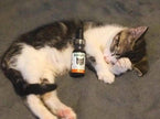 CBD Oil For Cats