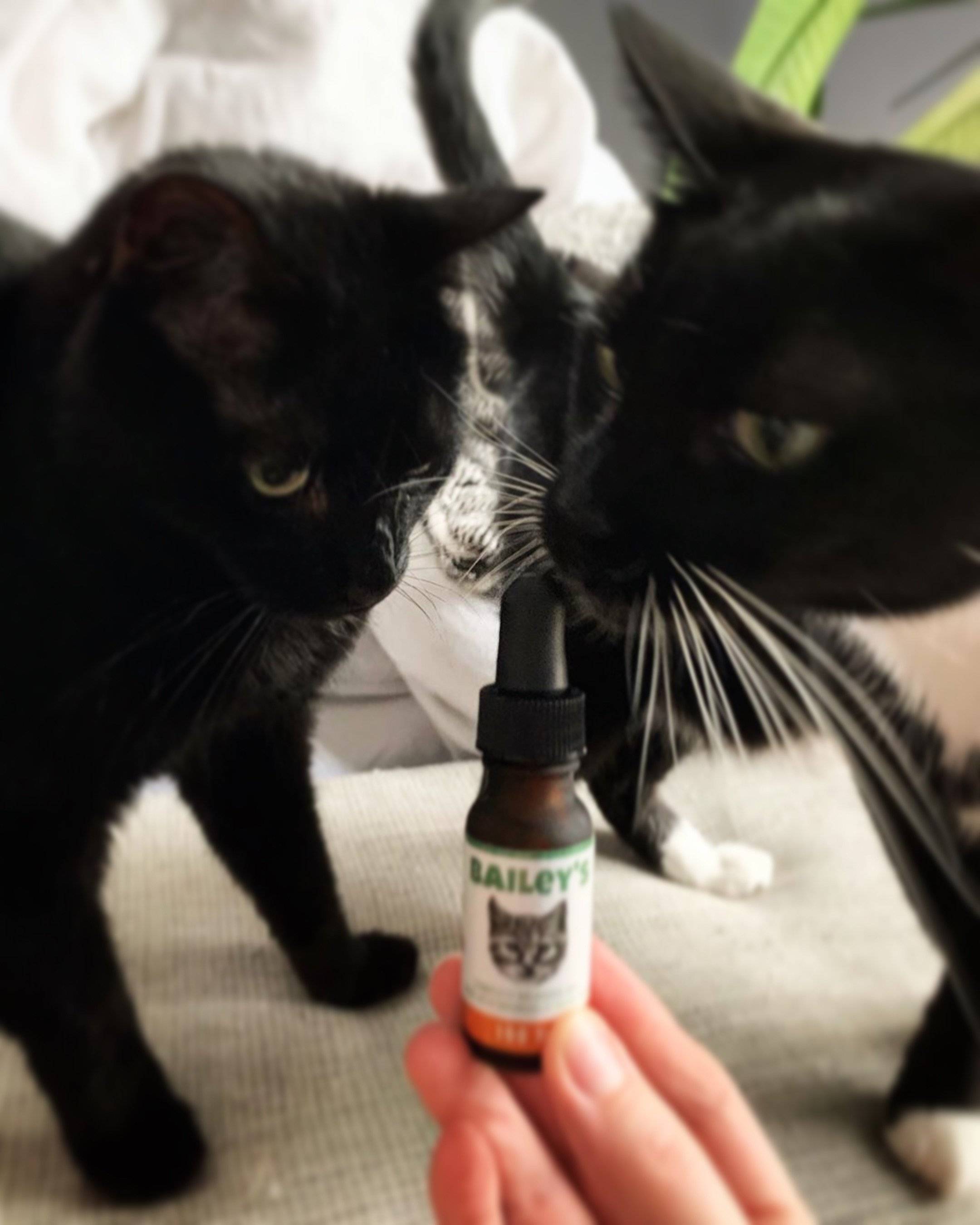 CBD Oil For Cats