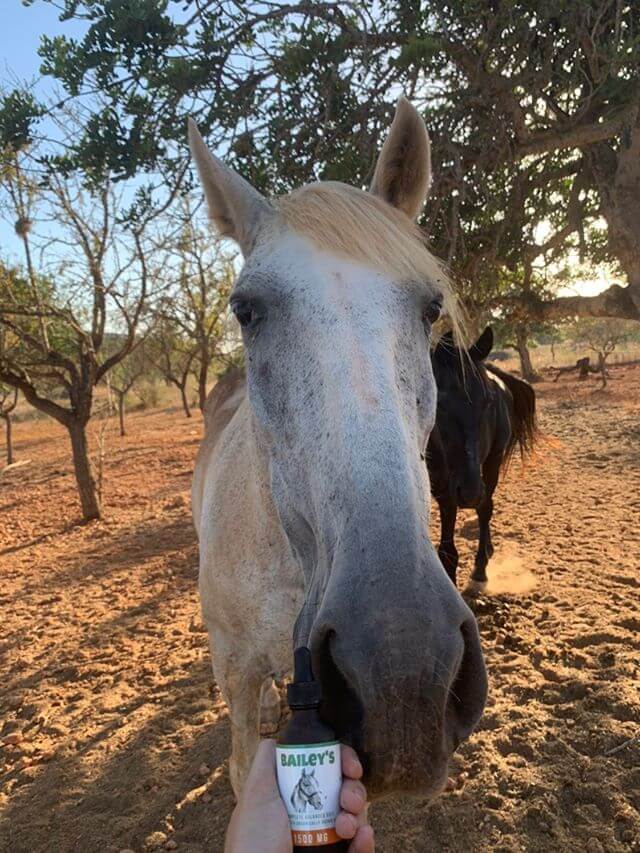 CBD Oil For Horses