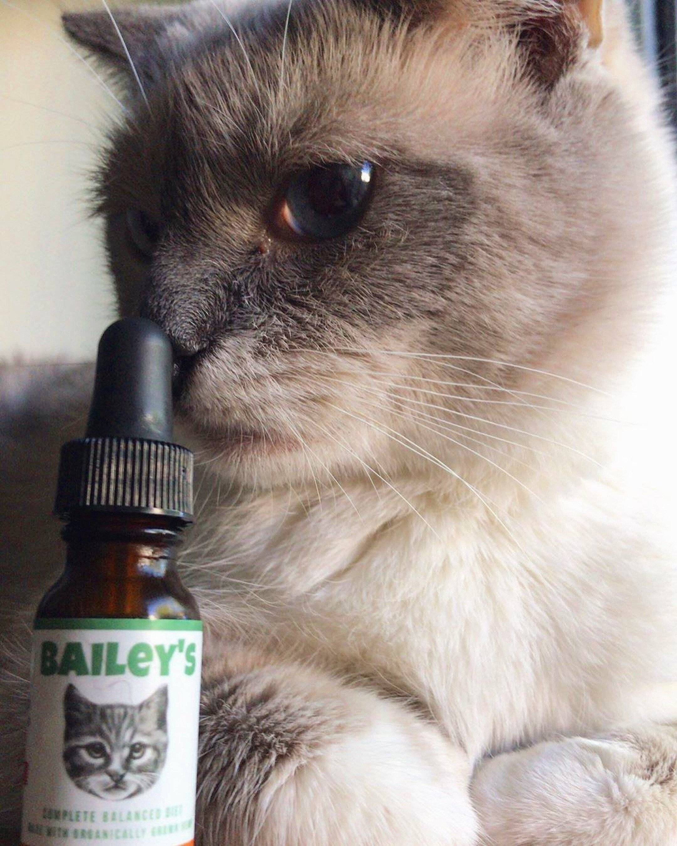 CBD Oil For Cats