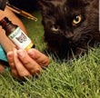 CBD Oil For Cats