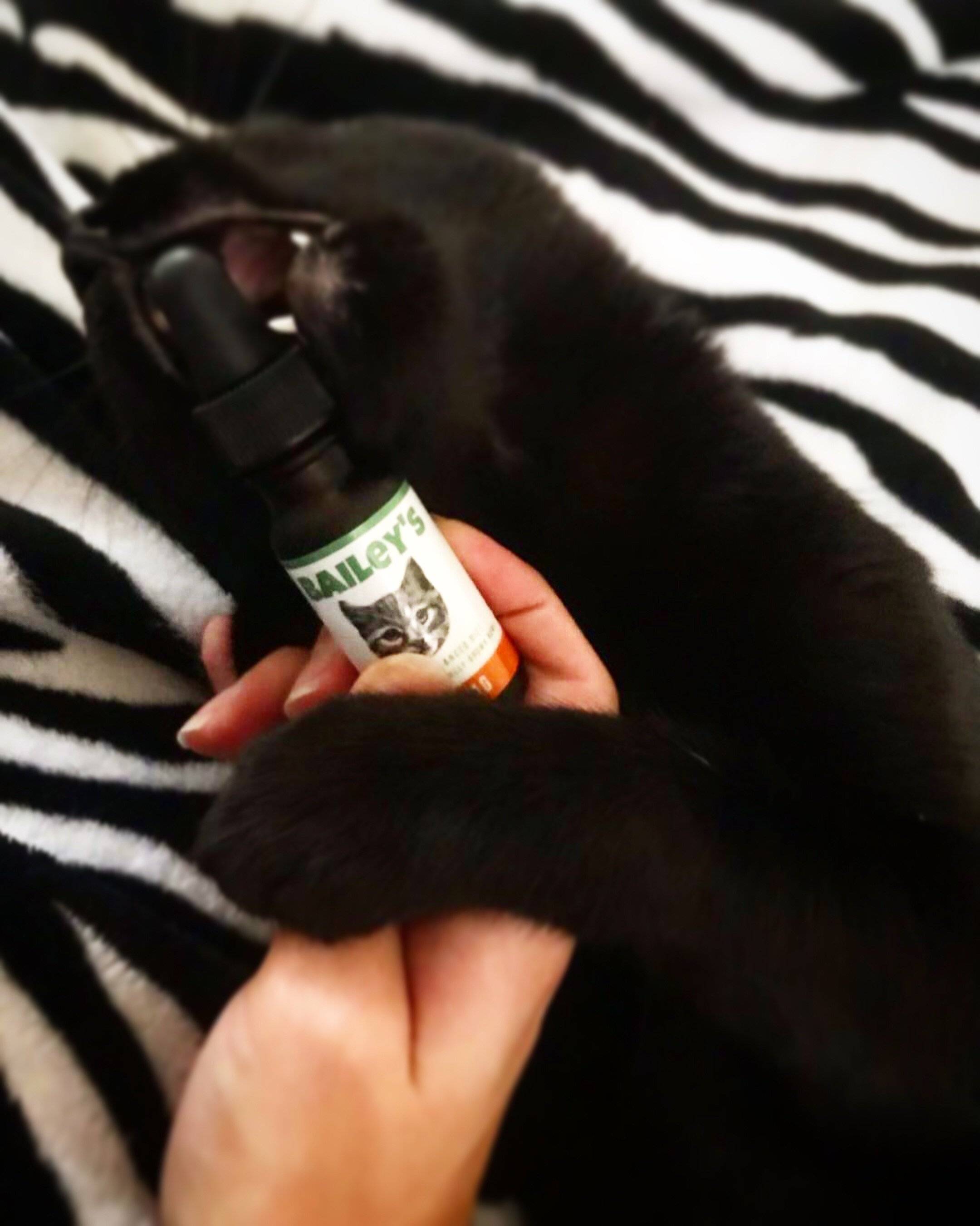 CBD Oil For Cats