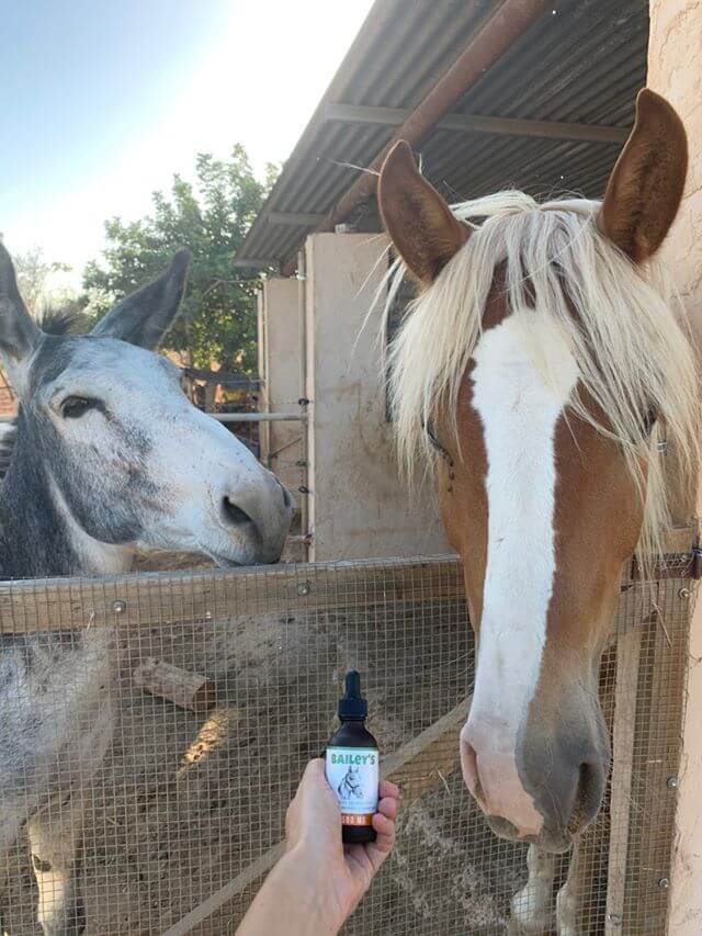 CBD Oil For Horses