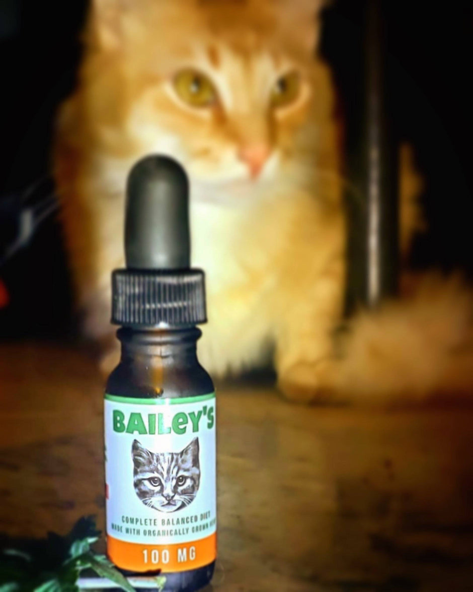 CBD Oil For Cats