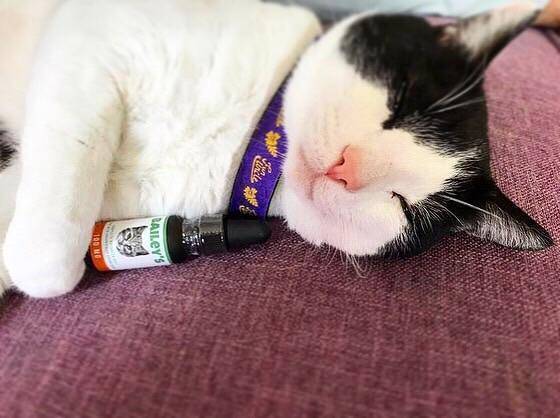 CBD Oil For Cats