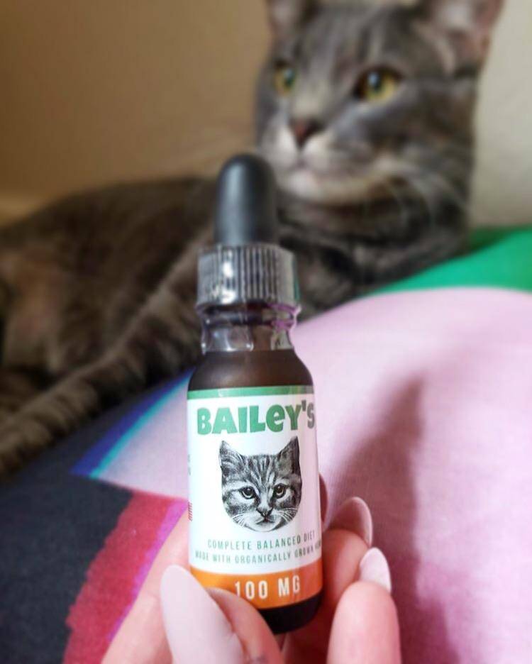 CBD Oil For Cats