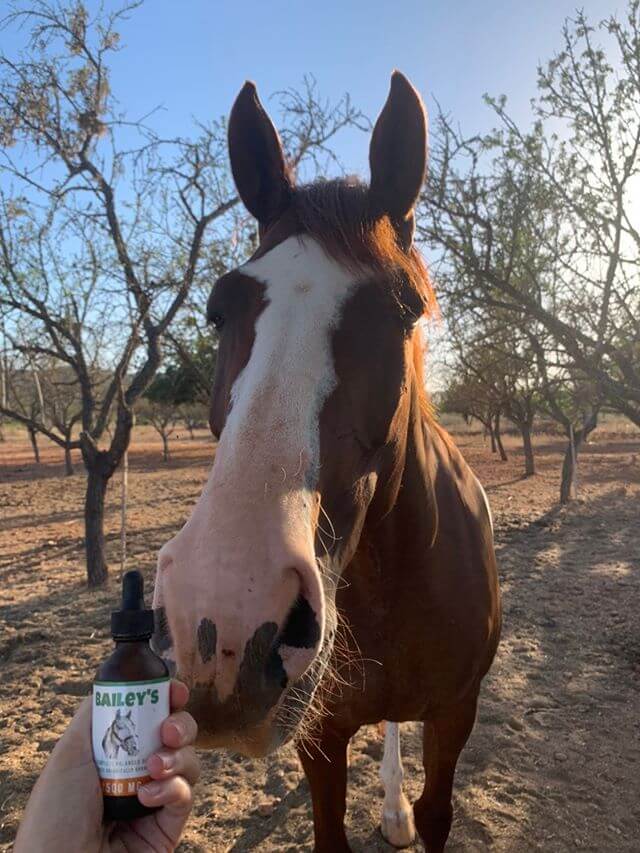 CBD Oil For Horses