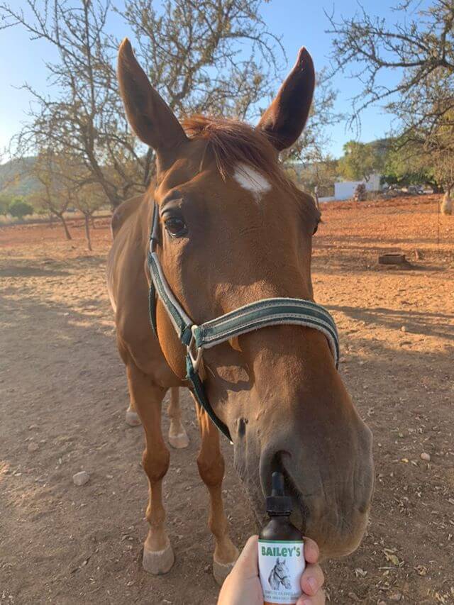 CBD Oil For Horses